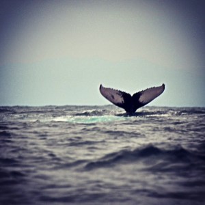 Photo Credit to my fellow adventurere Ailin Bona (Instagram@ailinboenaa) 